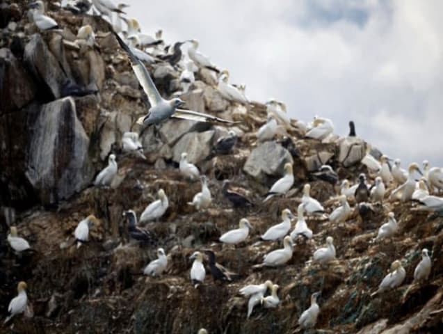 Australia confirms first H5N1 bird flu case on Macquarie Island