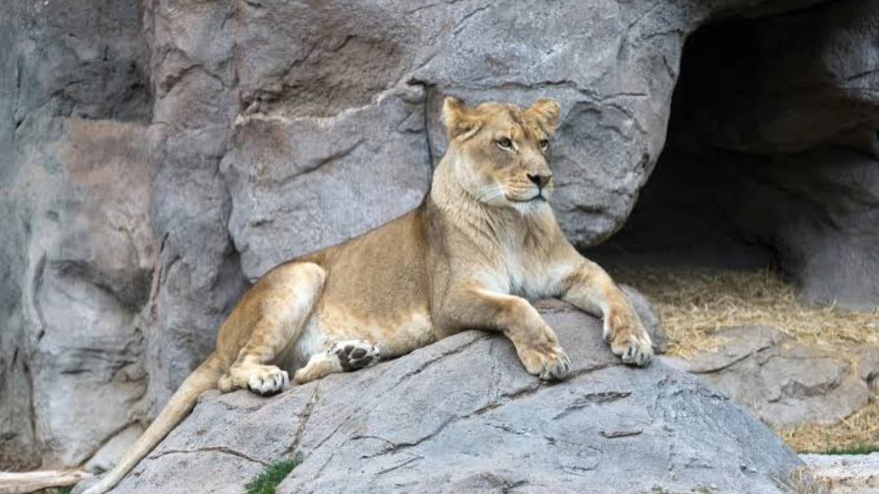Lahore Zoo relaunches animal adoption program for citizens and institutions