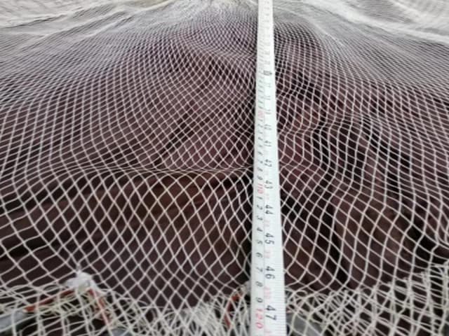 Rescuers save two olive ridley sea turtles from nylon net in Balochistan