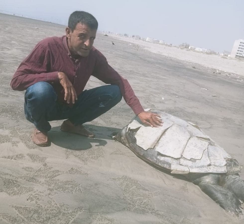 Dead Olive Ridley turtle found on Karachi beach as nesting numbers collapse
