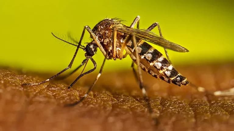 55 confirmed dengue cases reported in Rawalpindi; over Rs 3.1m fines imposed